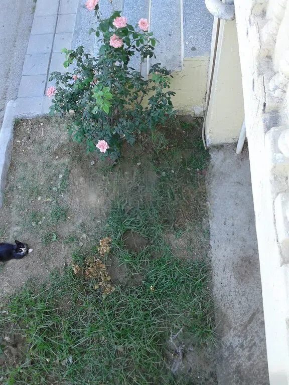 Qızılgül ətirli yerli roza gülləri - Tenderyard